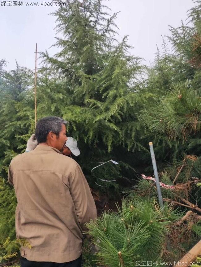 宝塔松