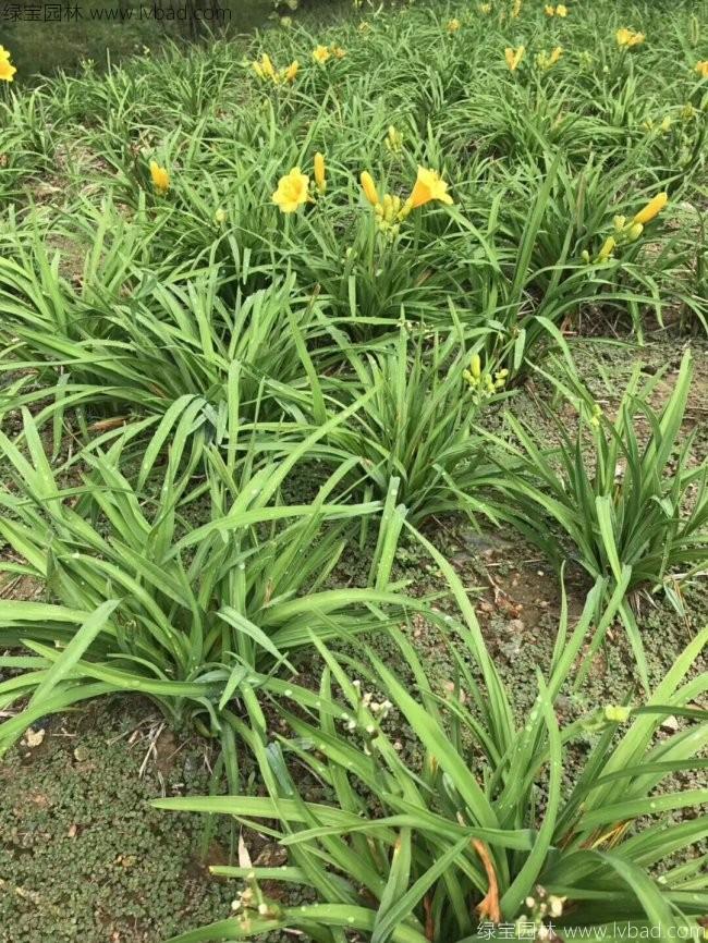 常绿萱草