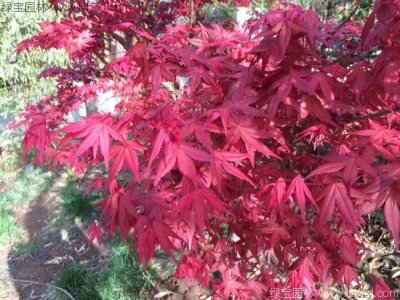 日本红枫