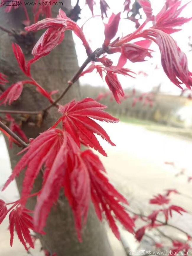 日本<a href='https://www.lvbad.com/linmuzhongzi/1706.html' target='_blank'>红枫</a>