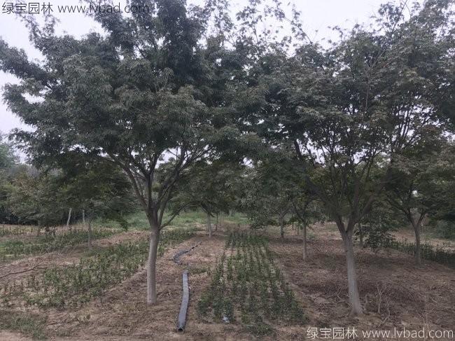 中国<a href='https://www.lvbad.com/linmuzhongzi/1706.html' target='_blank'>红枫</a>