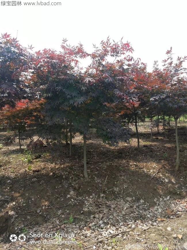 中国红枫