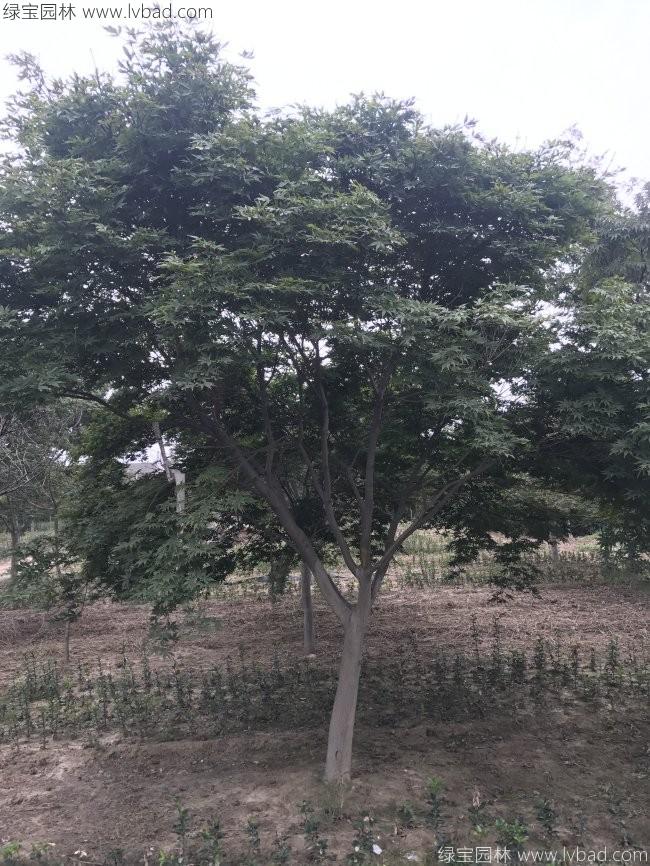 中国红枫