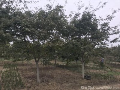 红枫