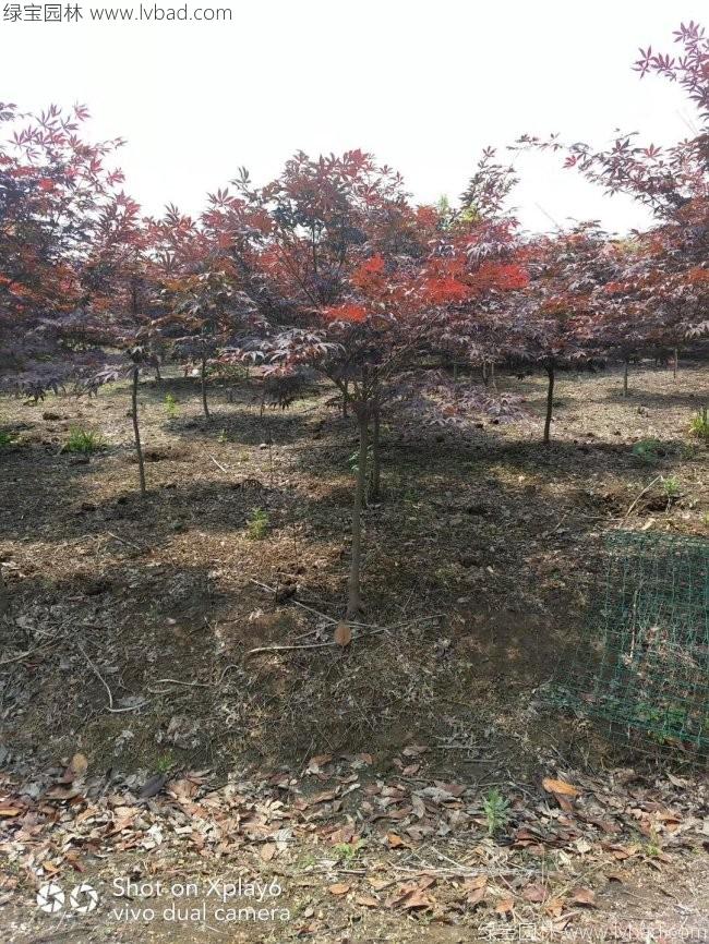 红枫