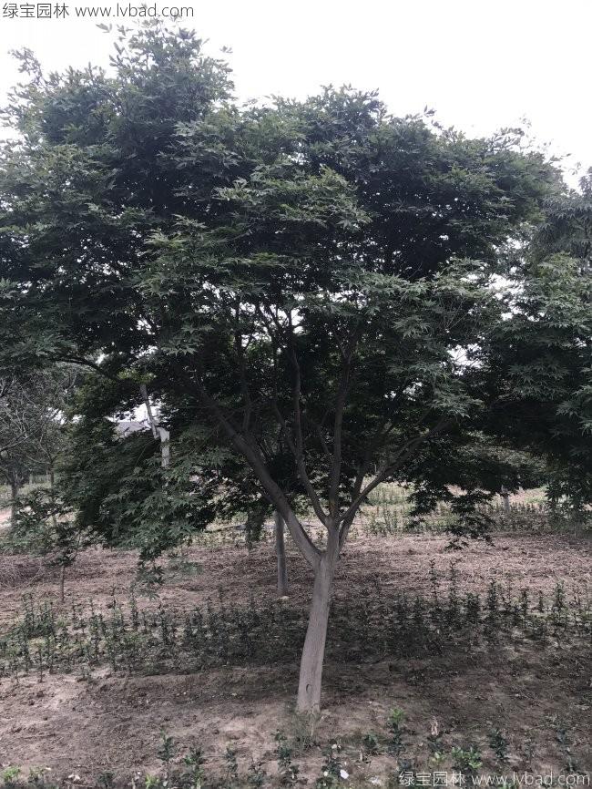 红枫
