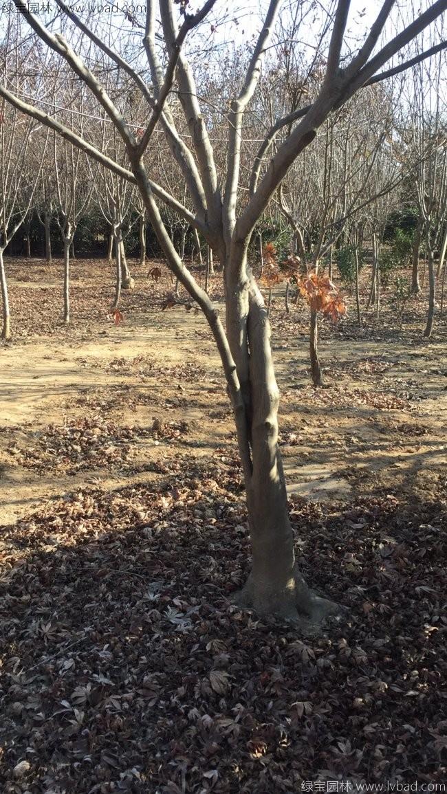 红枫