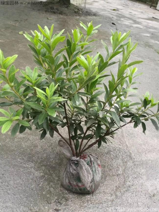 毛鹃