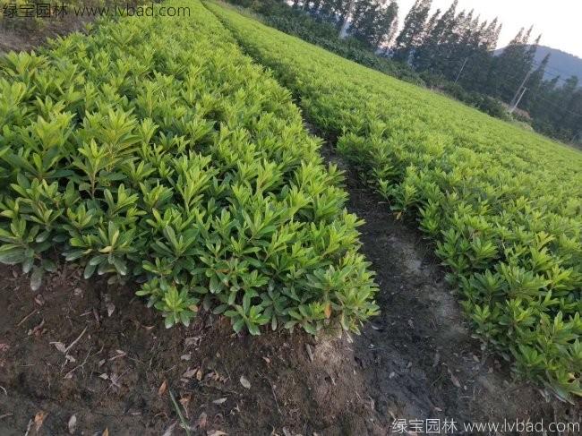 毛鹃