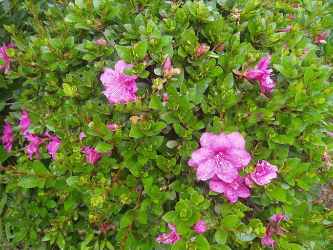 夏鹃