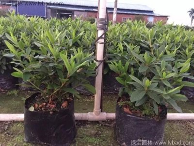 毛鹃球