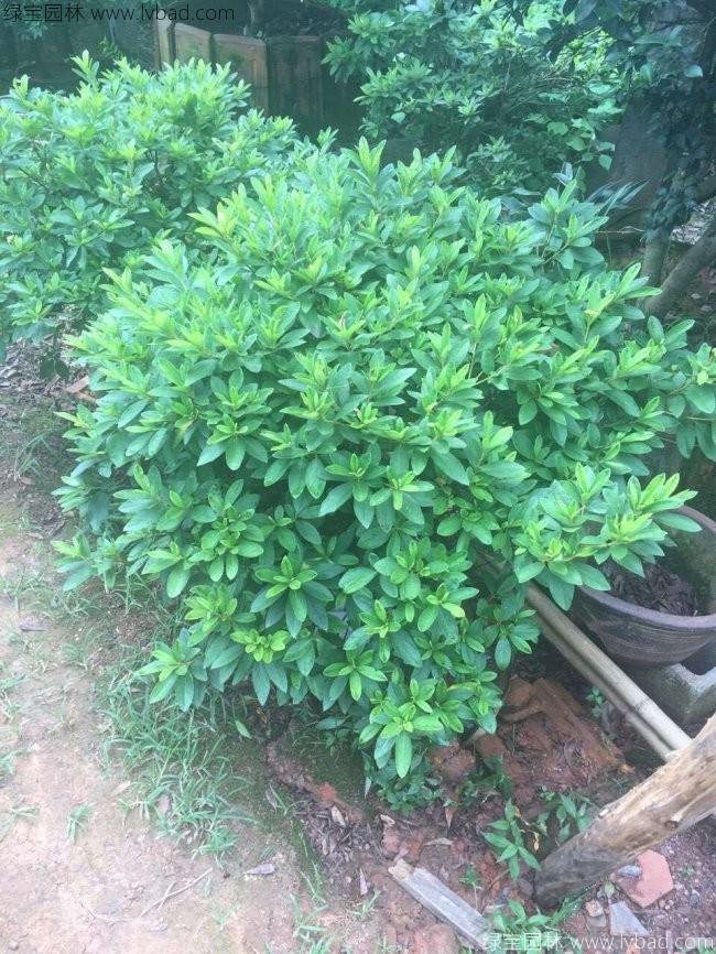 毛鹃球