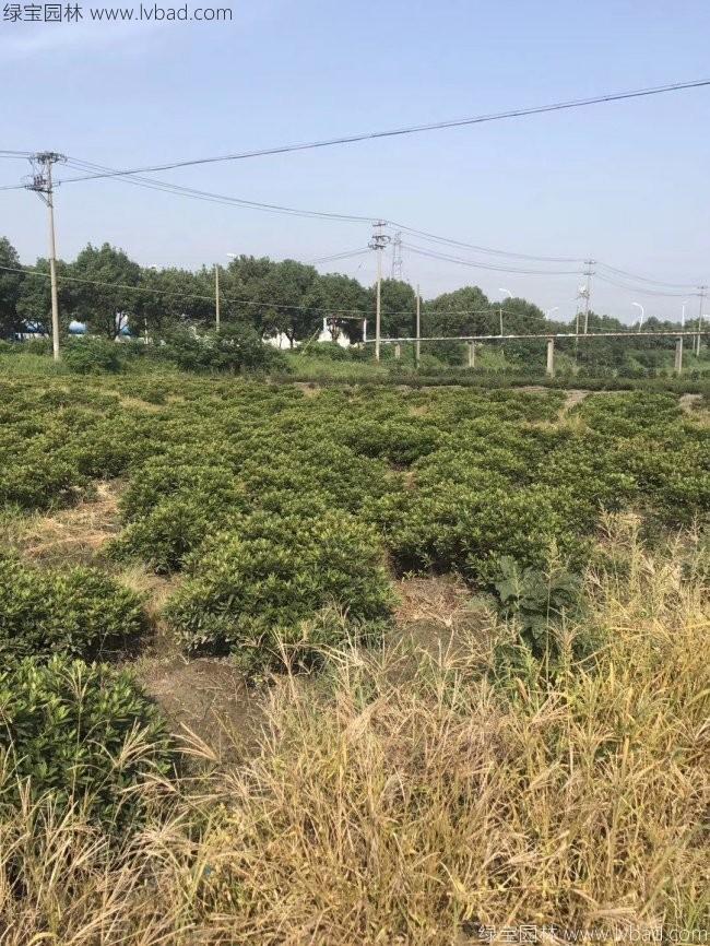 毛鹃球