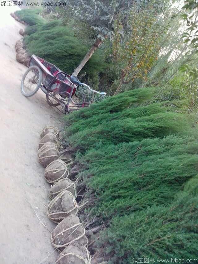 铅笔柏