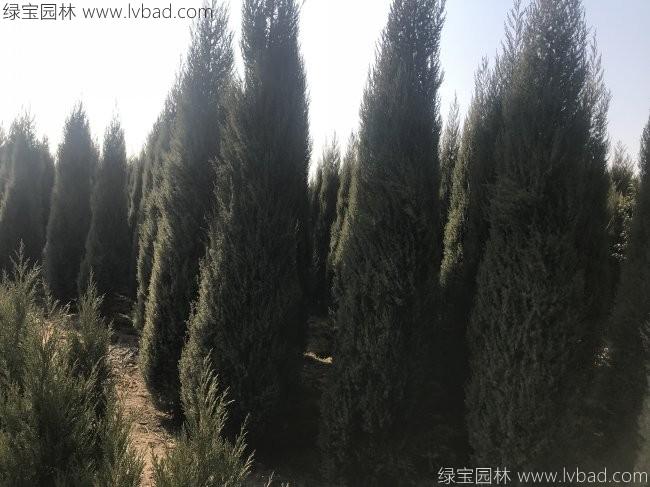 铅笔柏