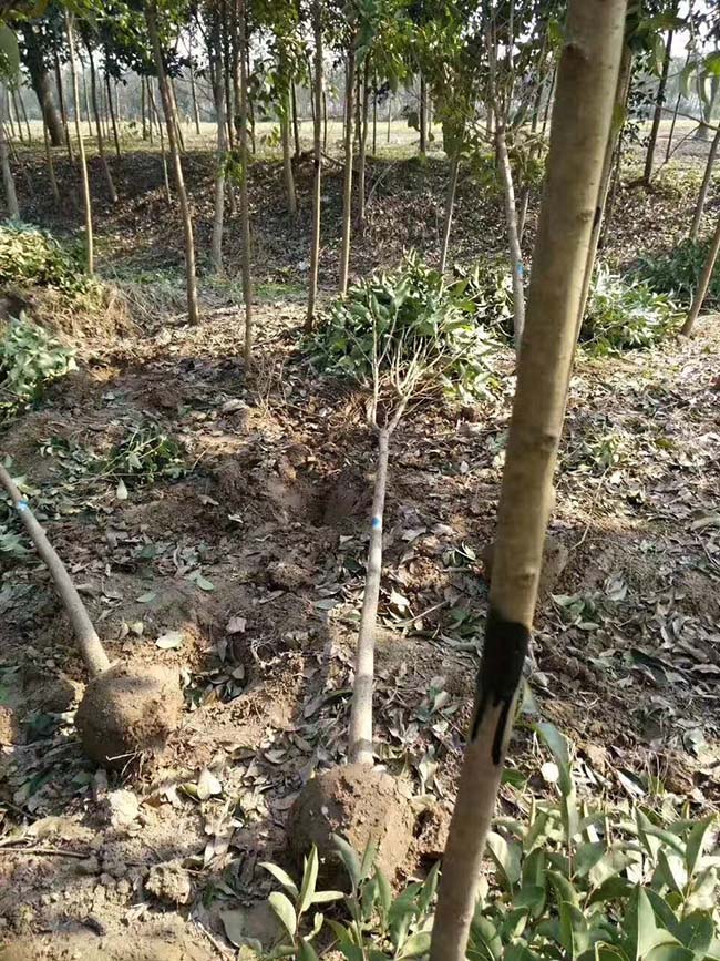 高杆女贞