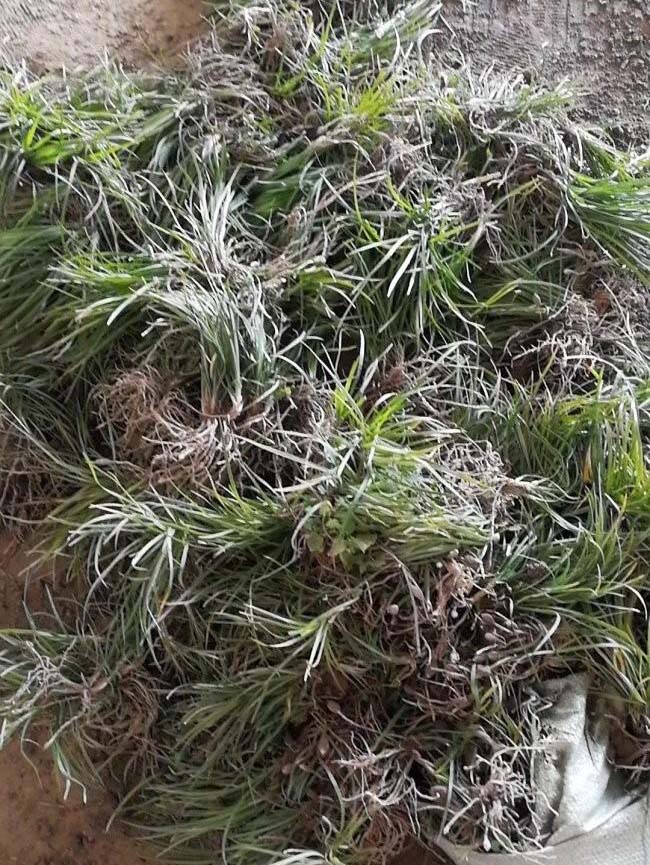 丹麦草