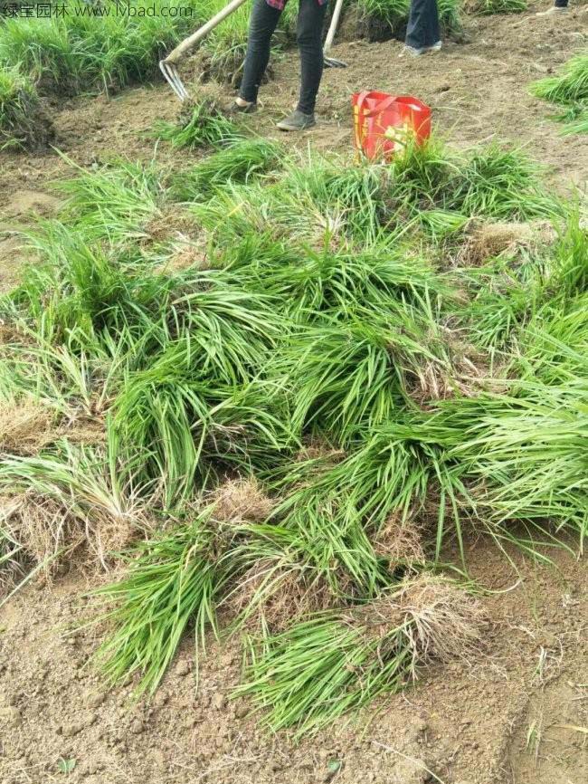 丹麦草