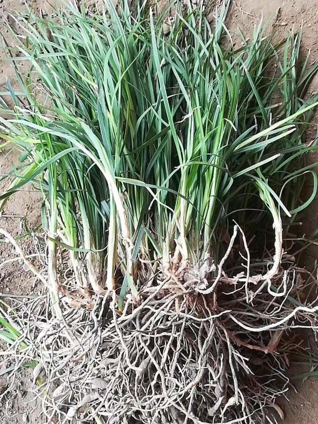 麦冬草