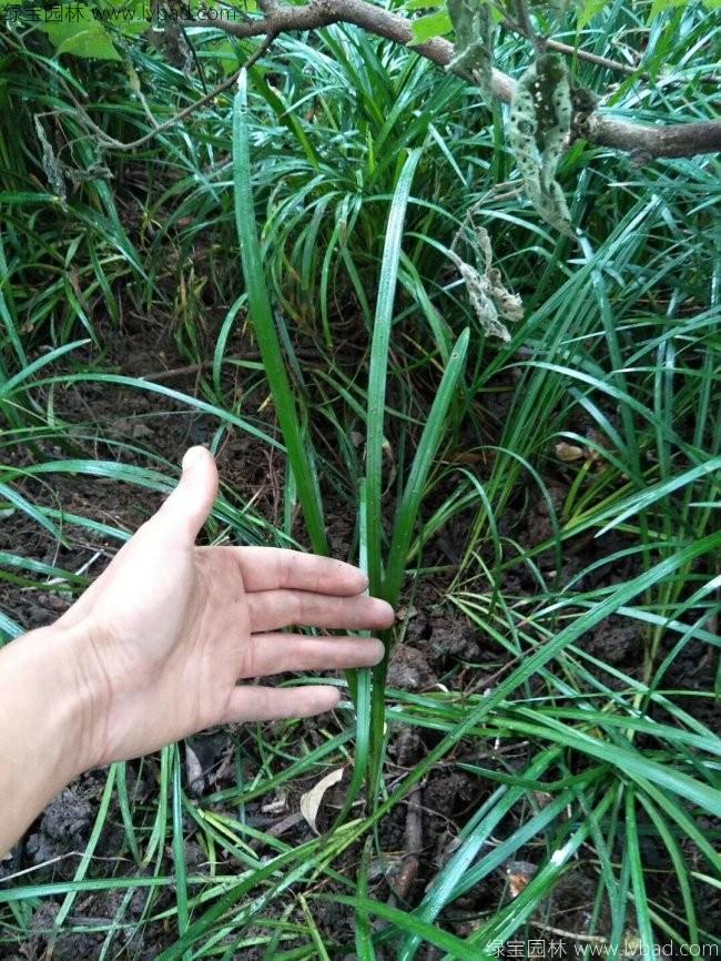 麦冬草