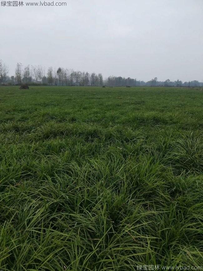 细叶麦冬草
