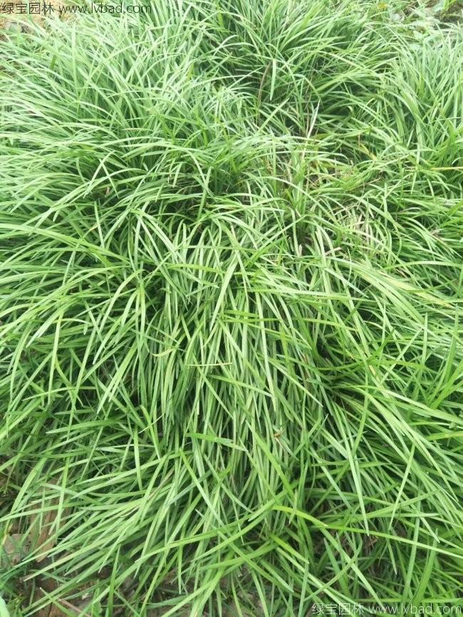 细叶麦冬草