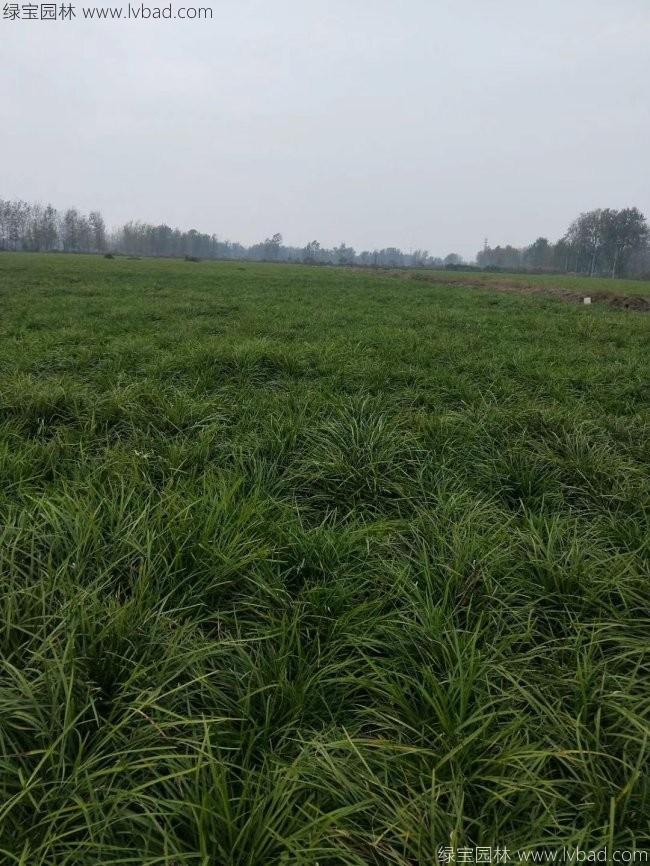 沿阶草
