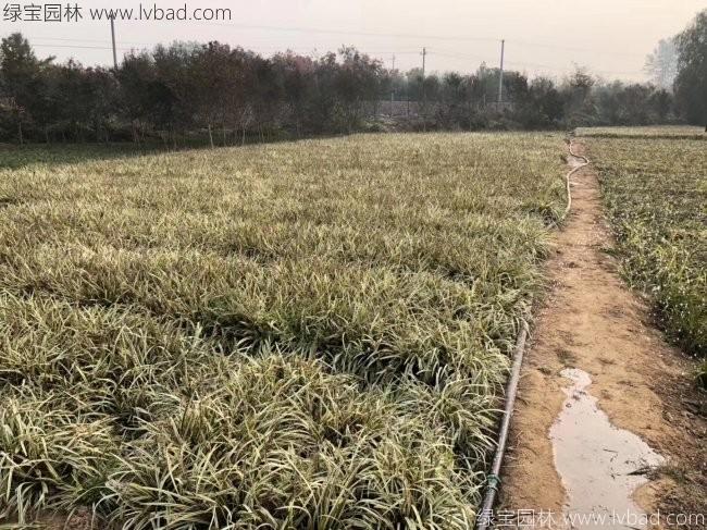金边麦冬