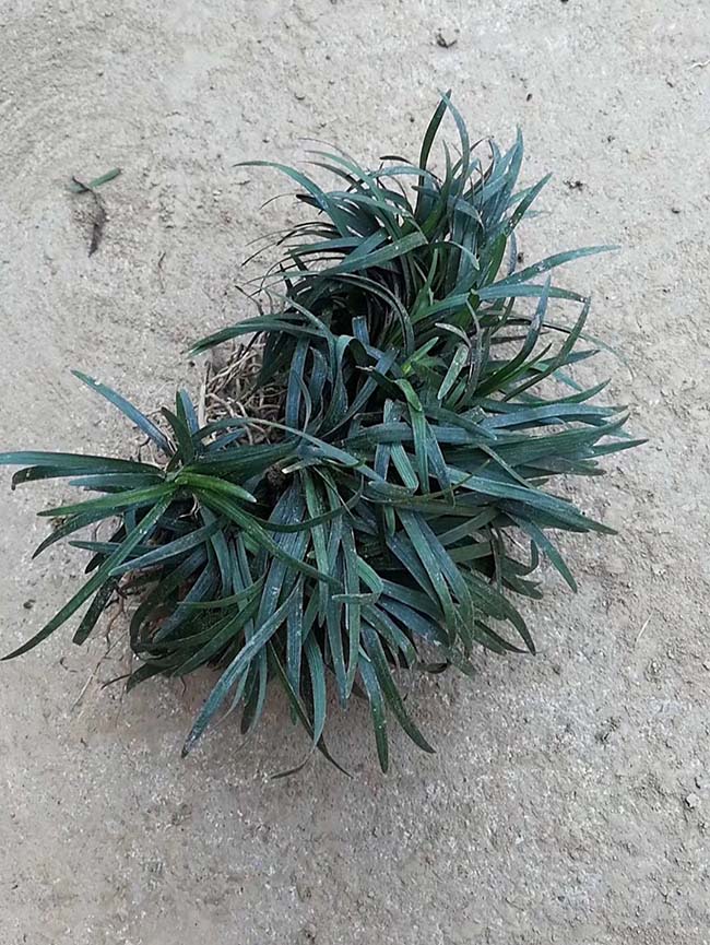 日本矮麦冬玉龙草