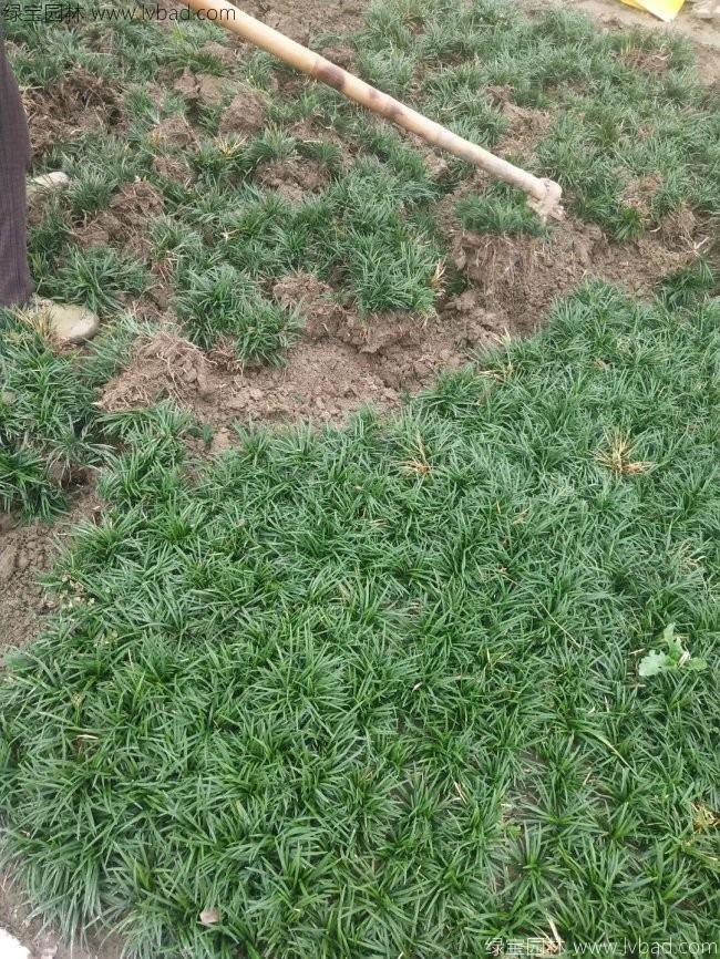 日本矮麦冬玉龙草