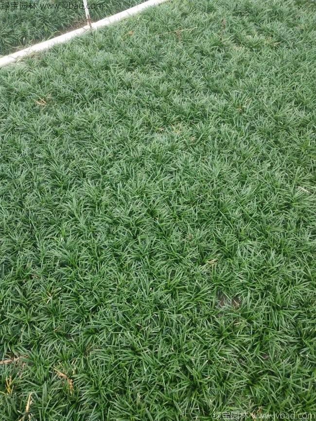 日本矮麦冬玉龙草