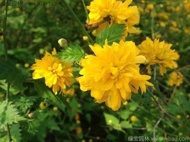 棣棠