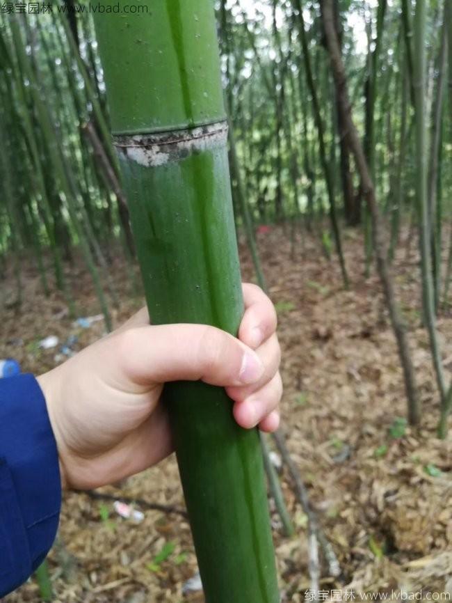 刚竹