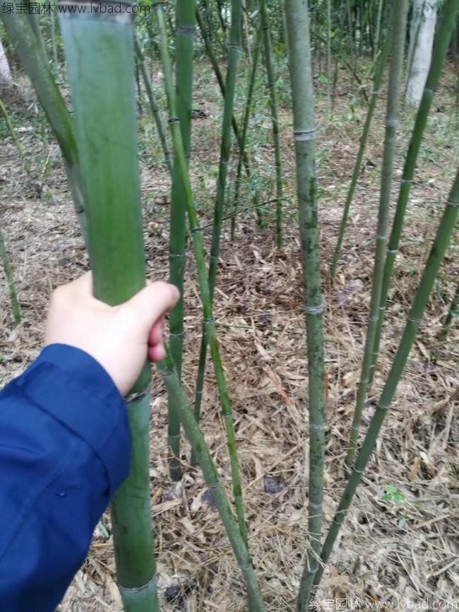 刚竹