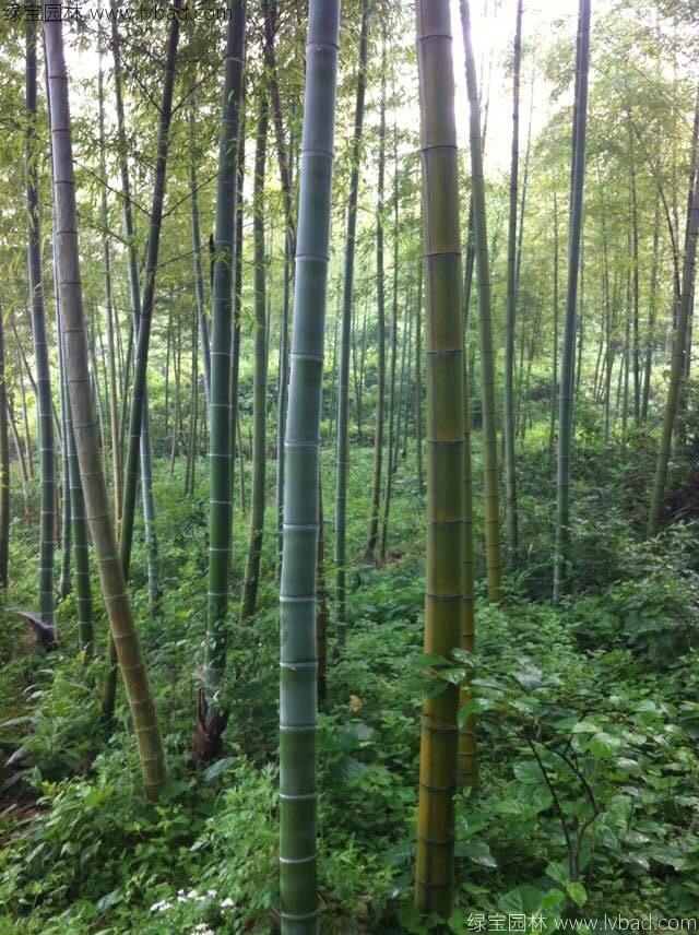 青竹