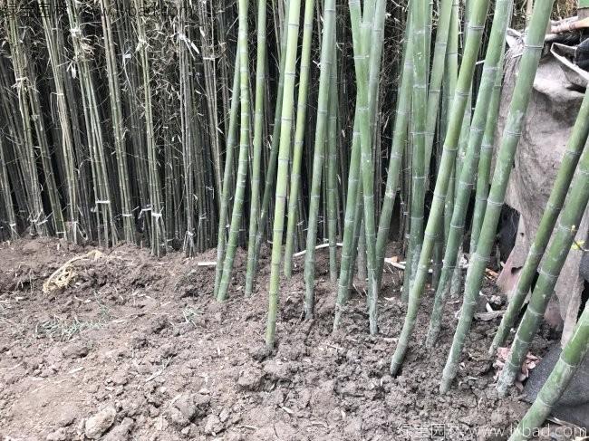 绿化竹