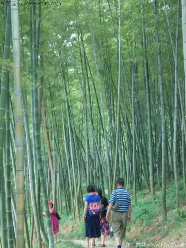 绿化竹