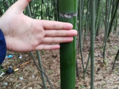 早园竹