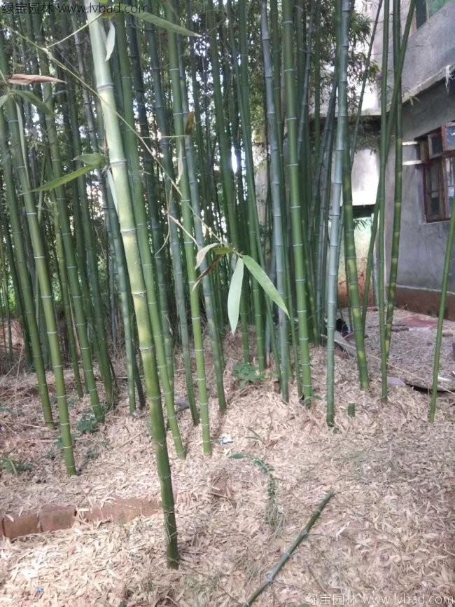 早园竹