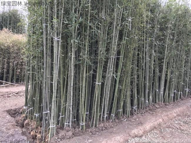 早园竹