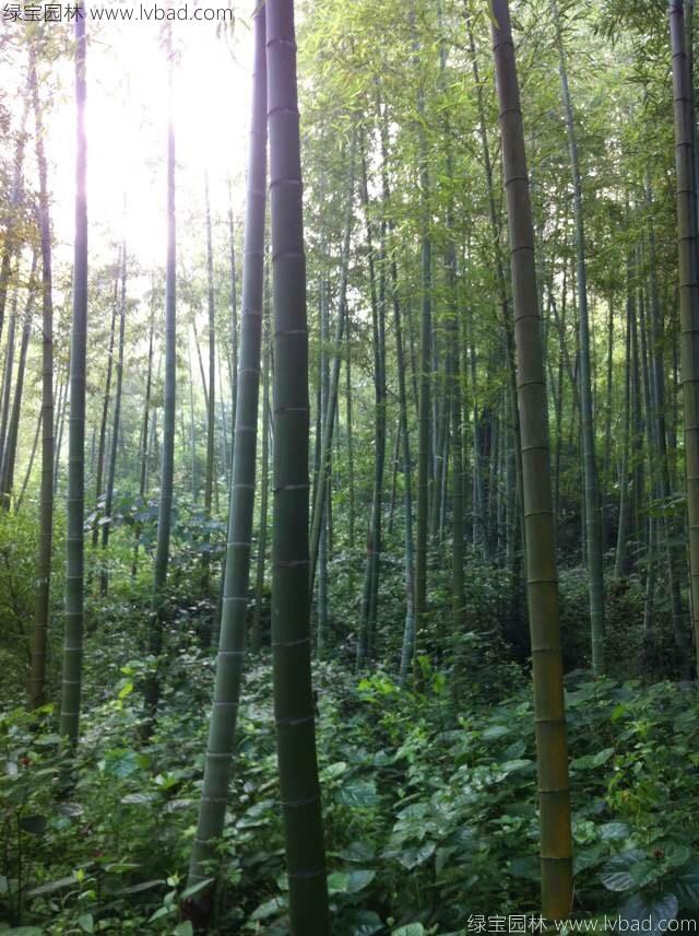 早园竹