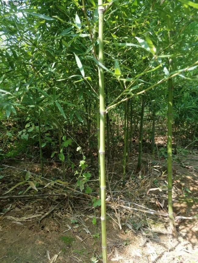 绿竹