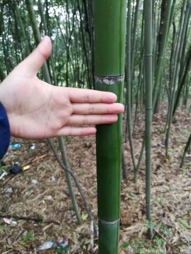 绿竹