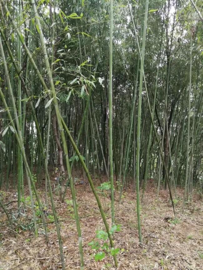 绿竹