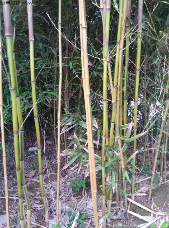 黄槽竹