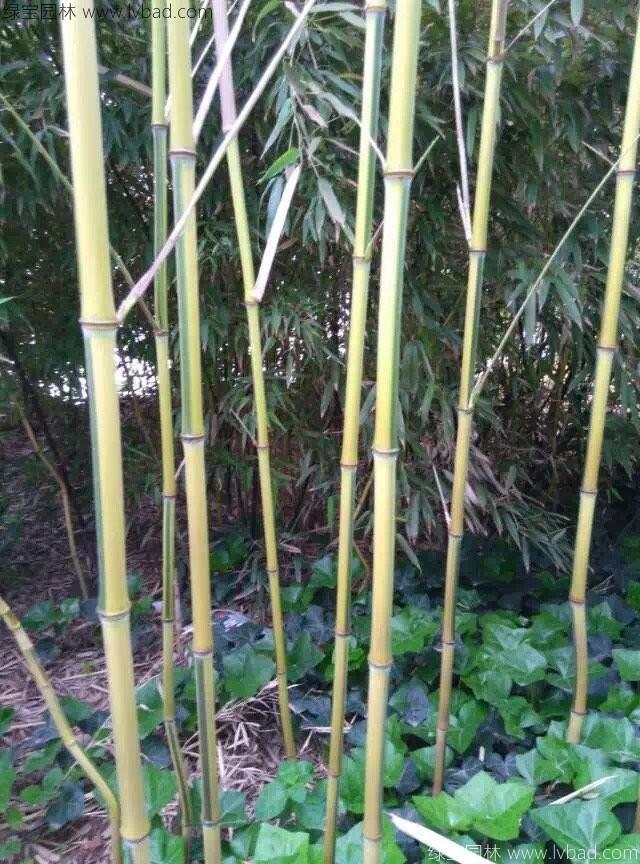黄槽竹