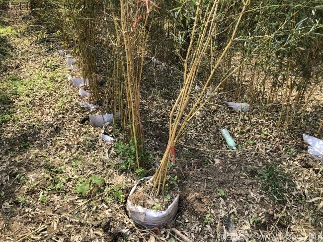 黄槽竹