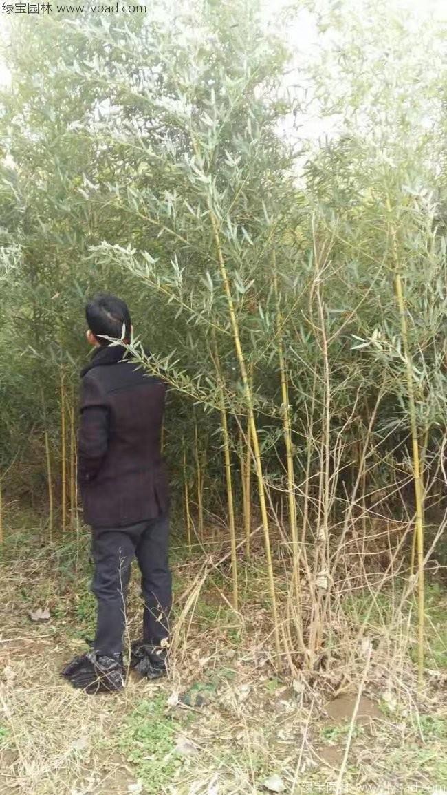金镶玉竹
