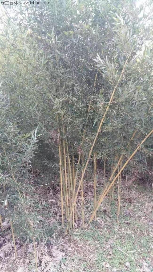 金镶玉竹