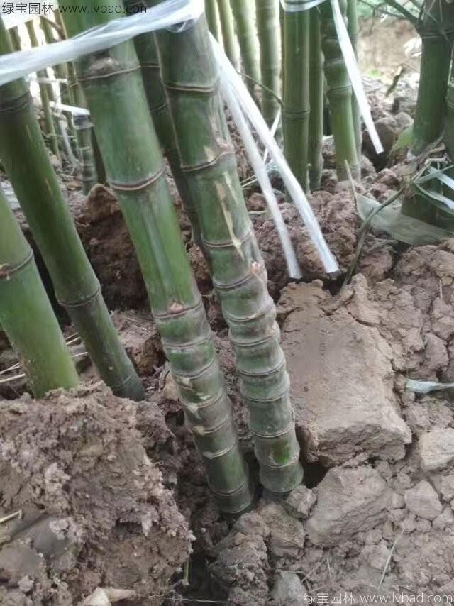 罗汉竹